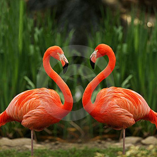 flamingo.jpg