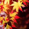 sunlightleaves.png