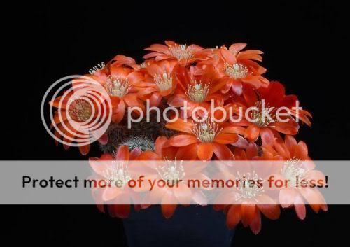 cactusflowers06yc9.jpg
