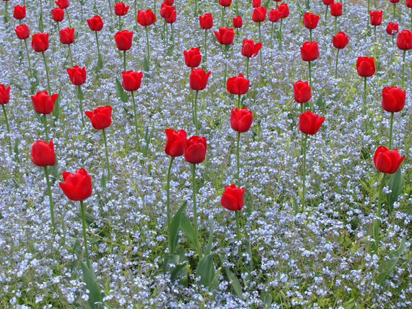 flowers_by_sakuraharuno90.jpg