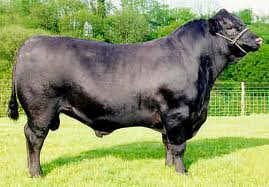 angus1.jpg