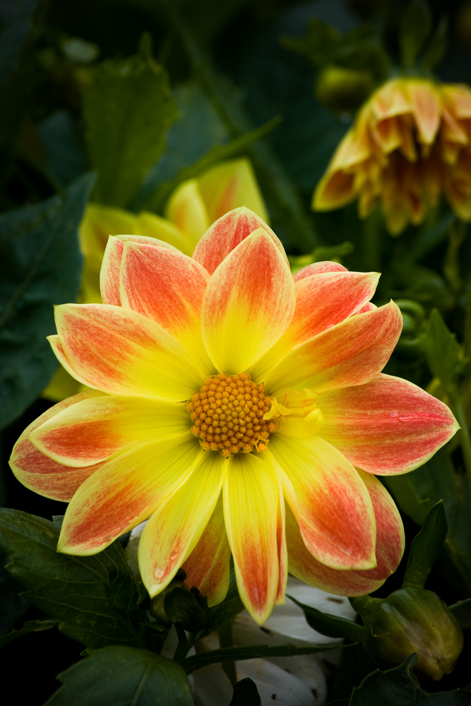 Flower_by_el_larso.jpg