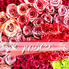 20081204_003b.png