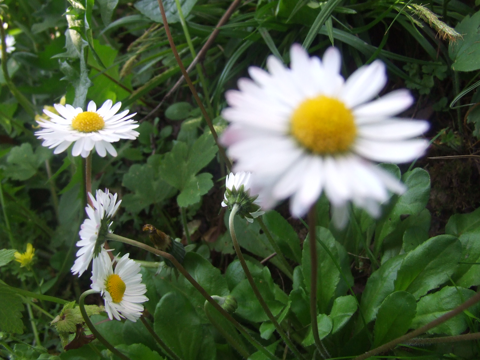 dscf3517.jpg