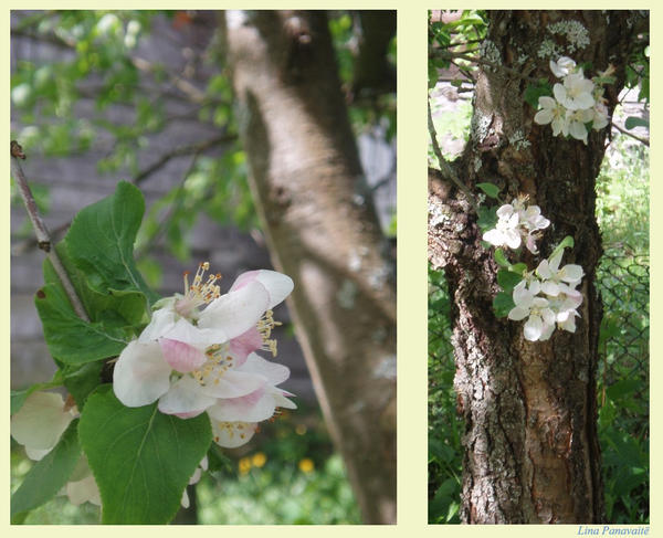 ____Apple_tree_____by_Svajokle.jpg