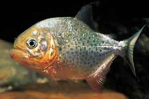 piranha.jpg