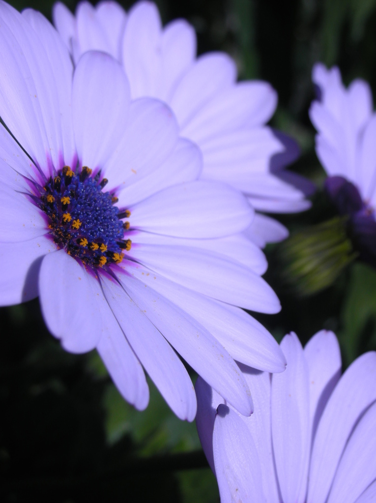 Flower_by_FatalFelicity.jpg