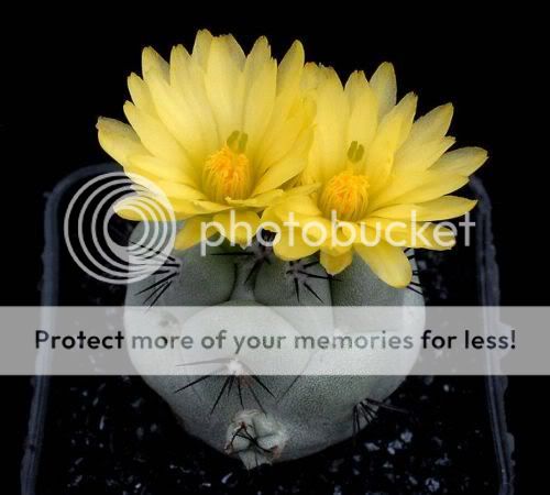 cactusflowers28wu9.jpg