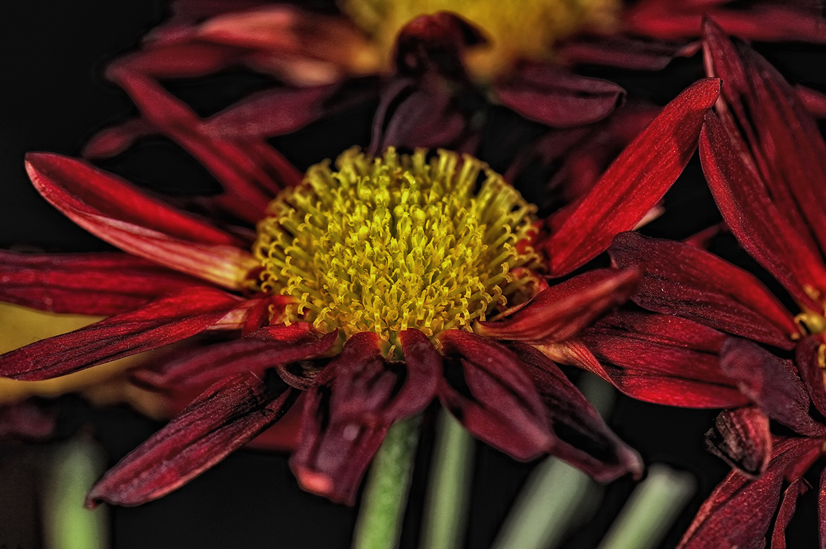 Flower_Power_by_Aerostylaz.jpg