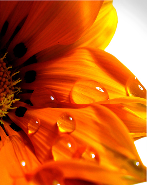 Wavering_Flower_by_ctrc.jpg