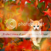 iconstockcatsml.png