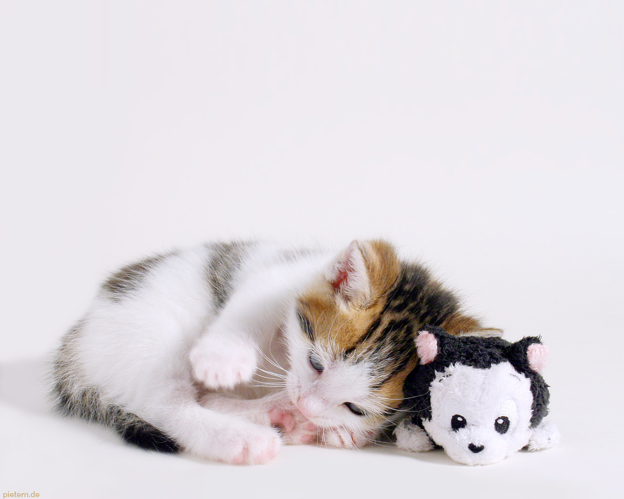 Wallpaper_cat_and_kitty_by_hoschie.jpg