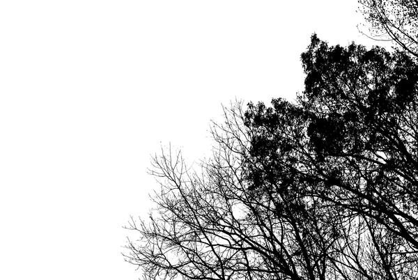 Trees_and_Sky_by_Sourcing.jpg