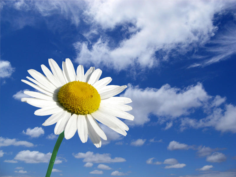 Daisy_by_sculpted1.jpg