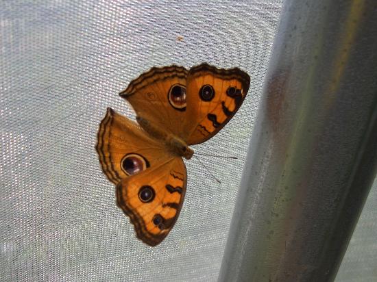 butterfly.jpg