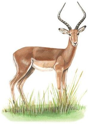 impala.jpg