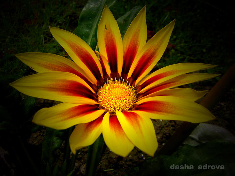 Sun__s_son_by_DashaAdrova.jpg