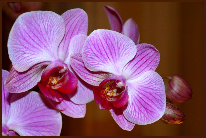 Orchid_by_AgiVega.jpg