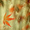 icon26.gif
