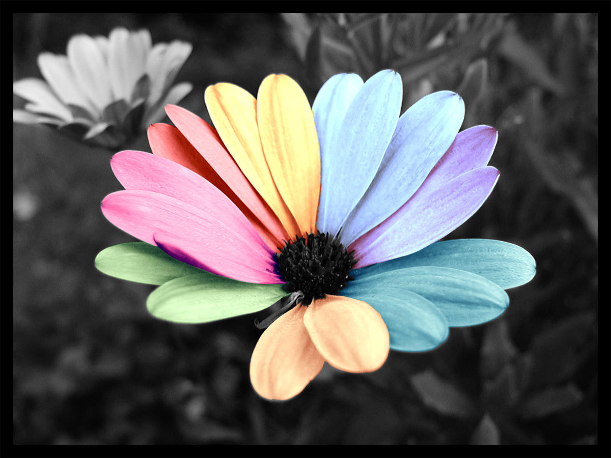 clolrized_flover_by_sunrisefromerror.jpg