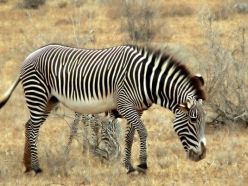 zebra.jpg
