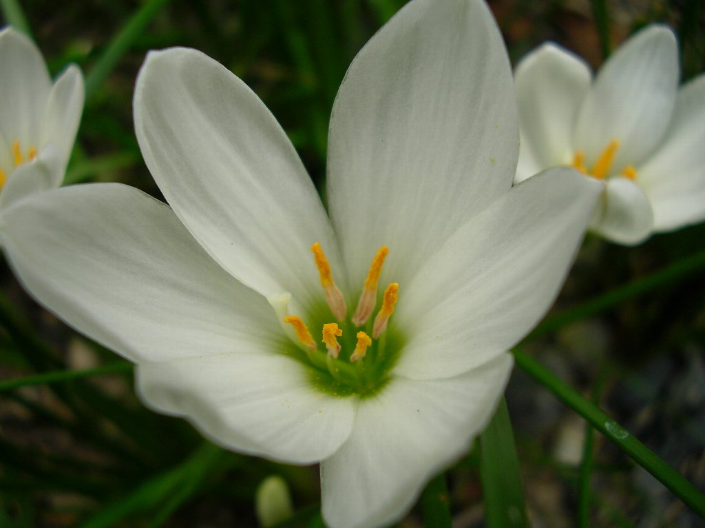 Flower_by_kaz0885.jpg