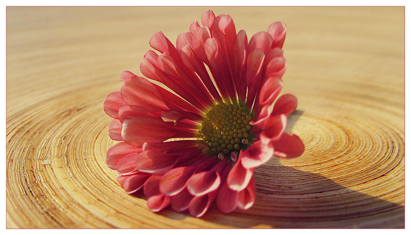 Flower_and_Swirls_by_Jules1983.jpg