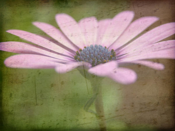Musical_Flower_by_tristipen.jpg