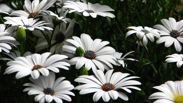 Flowers_of_Healing_for_Mrs__T_by_CherKoowho.jpg