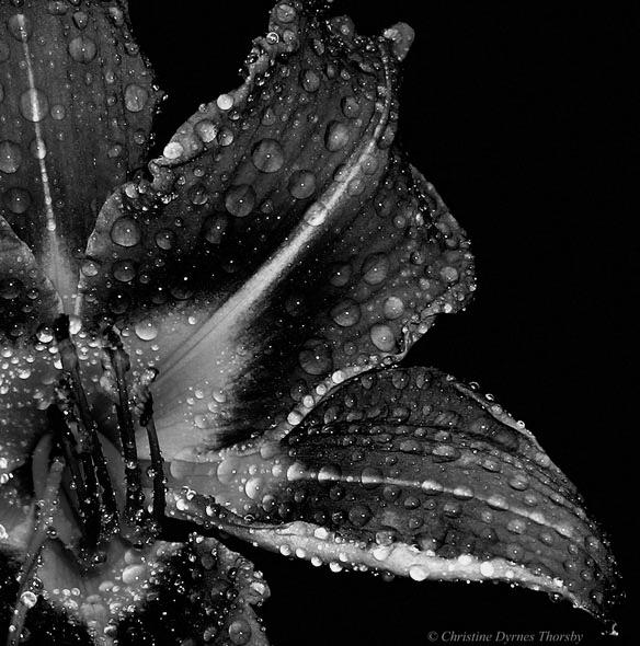 Flower_by_dini25.jpg