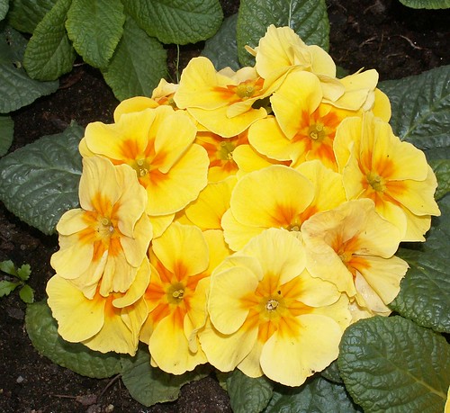 39003560_5163d1ee80.jpg