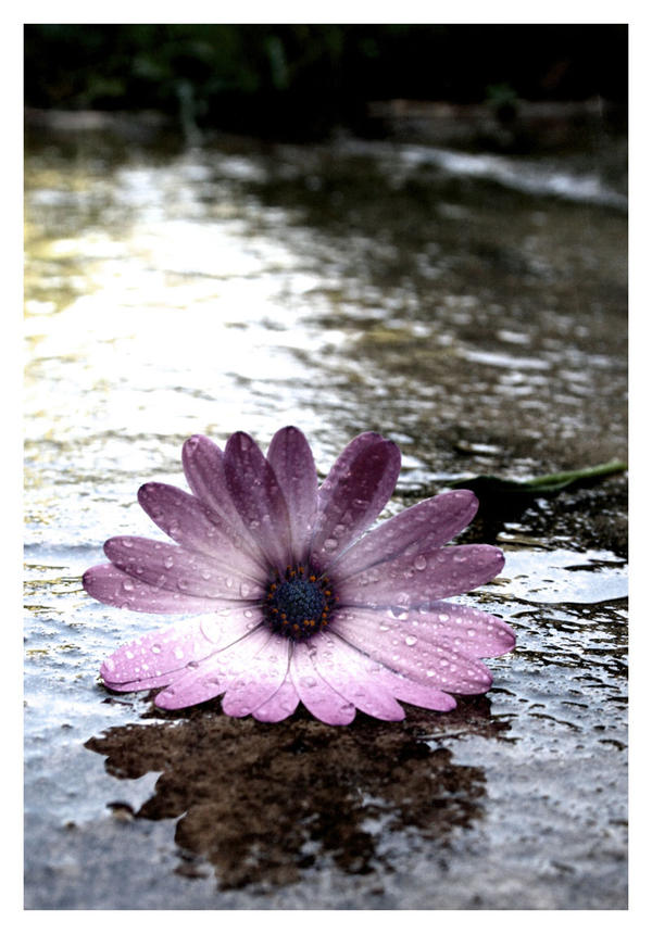 Flower_601_by_sourcow.jpg