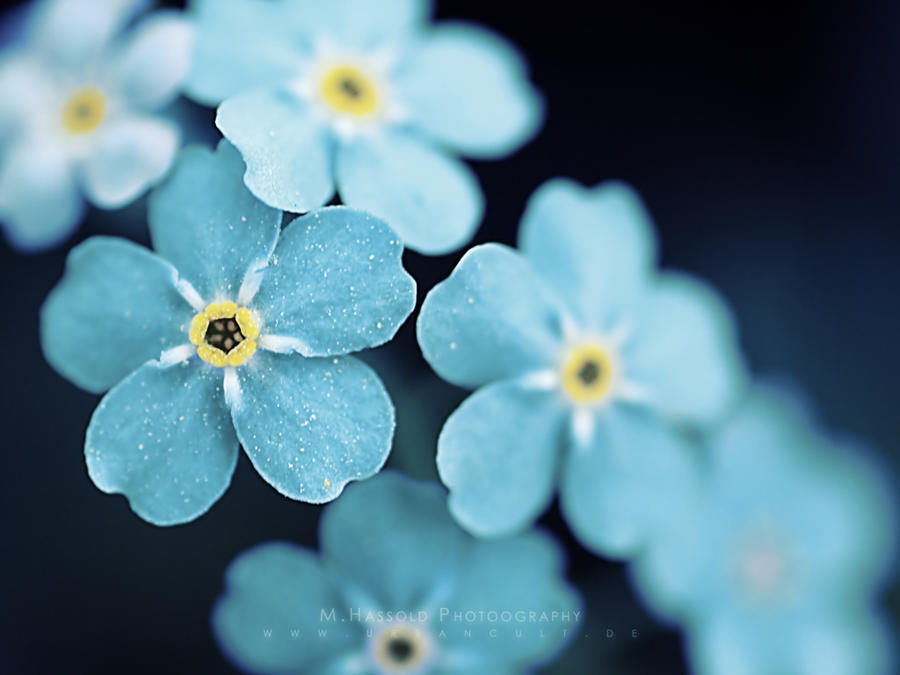 Wallpaper_Request_by_Finvara.jpg