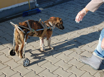 felcli-kopek.jpg
