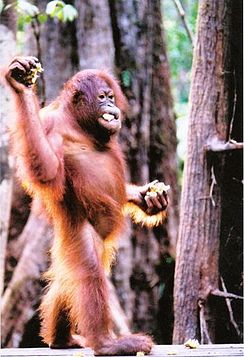 244px-Orangutan.jpg