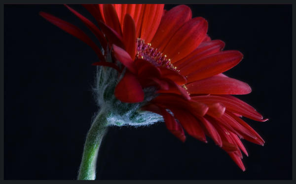 Lady_in_red_by_momary.jpg