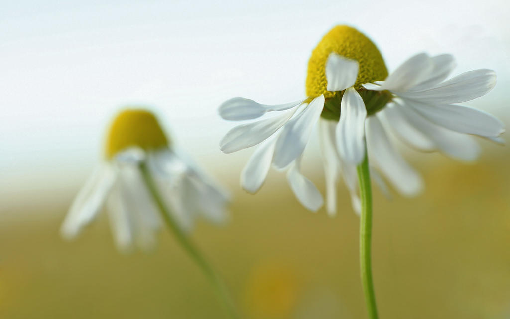 ___Camomile_wallpaper____by_Katosu.jpg