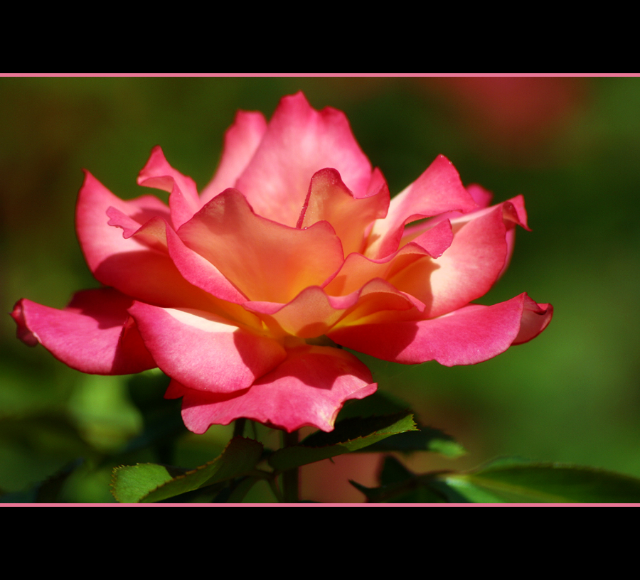 342ae4dd8965f24a0d65b640999caa32.jpg