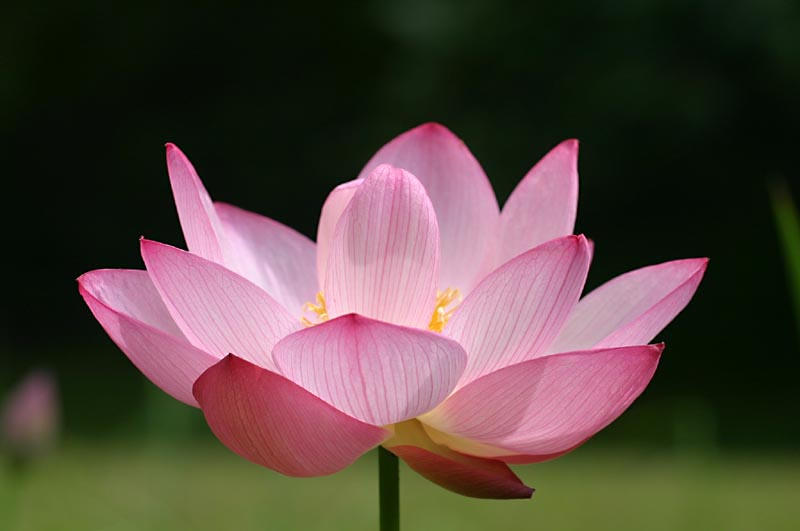 lotus_flower_by_philichino.jpg