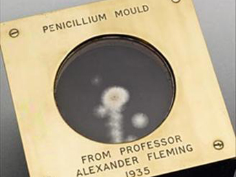 penisilin-bulus.jpg