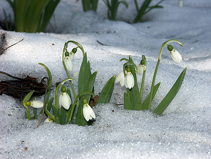 Heimische_Flora_-_Schneegloeckchen.jpg