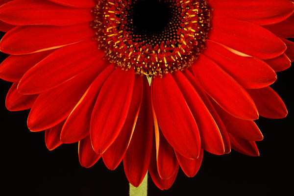 flower_01_by_sasodimo.jpg