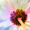 daisy.png