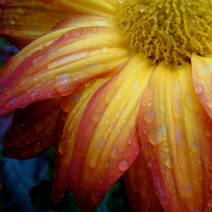 Rain_Flower_III_II_by_paintthisred.jpg