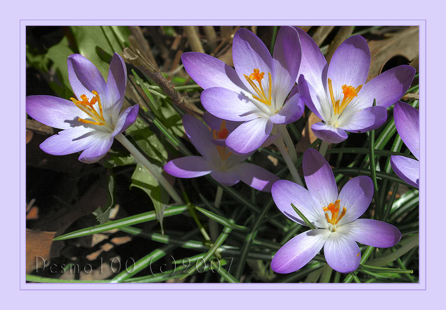 Touch_of_Spring_by_desmo100.jpg