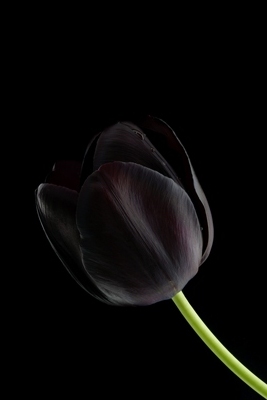blacktulip-siyahlale.jpg