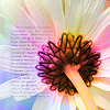 daisy2-1.png