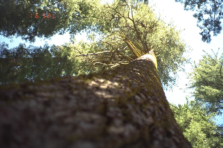 tree2.jpg