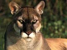 puma.jpg