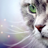 ruthenia_alba_090302cat2.png